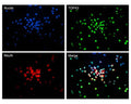 Staining of fixed and permeabilized rat hippocampal cells for TDP43 (green) and NeuN (red) by Immunocytochemistry. Green: Mouse antibody to TDP43, M-1403-100 (2 µg/mL); Red: Rabbit antibody to NeuN, R-3770-100 (1:500 dilution); Blue: Hoechst nuclear dye. TDP43-IR and NeuN-IR is localized to cell nuclei as expected. Magnification: 32X. Image courtesy of QBM Cell Science.