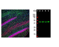 Left: Analysis of TDP43 expression in rat hippocampus section by Immunohistochemistry. Section was stained with mouse anti-TDP43 antibody (red, 1:2,000), and co-stained with chicken antibody to GFAP (C-1373-50, green, 1:5,000). Blue: DAPI nuclear stain. IHC method: Following transcardial perfusion of rat with 4% paraformaldehyde, brain was post-fixed for 24 hours, cut to 45 um sections, and free-floating sections were stained. The TDP43 protein is concentrated in the nuclei of hippocampal neurons, while the GFAP antibody stains the intermediate filament network of astroglial cells. Right: Western blot analysis of whole brain lysates and nuclear extracts for TDP43 expression (green, 1:2,000). [1] protein standard, [2] rat brain, [3] rat brain nuclear extract, [4] mouse brain, [5] mouse brain nuclear extract. A strong band at 43 kDa corresponds to TDP43 protein.