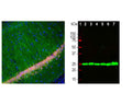 Left: Analysis of UCHL1 expression in rat hippocampal section by Immunohistochemistry. UCHL1 protein was visualized with mouse antibody to UCHL1 (green, 1:5,000), and section co-stained with rabbit anti-FOX3/NeuN (R-3770-100, red, 1:2,000). Blue: DAPI nuclear stain. IHC Method: Following transcardial perfusion of rat with 4% paraformaldehyde, brain was post-fixed for 24 hours, cut to 45 um, and free-floating sections were stained. The UCHL1 antibody stains the cell body and dendrites of hippocampal neurons, while the FOX3 antibody labels nuclei of the neuronal cells. Right: Western blot analysis of UCHL1 expression in tissue lysates (green, 1:10,000). [1] protein standard, [2] rat brain, [3] rat spinal cord, [4] mouse brain, [5] mouse spinal cord, [6] pig brain, [7] pig spinal cord. The single band at 24 kDa corresponds to the UCHL1 protein.