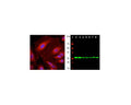 Left: Analysis of 14.3.3 eta expression in HeLa cells by Immuncytochemistry using mouse antibody to 14.3.3 protein eta (red, 1:1,000). Blue: DAPI nuclear stain. The antibody reveals the diffuse cytoplasmic distribution of 14.3.3 protein with higher concentration in the perinuclear region. Right: Western blot analysis of whole brain lysates (lanes 2,3), and cell lysates (lanes 4-8), using mouse antibody to 14.3.3 eta (green, 1:5,000). [1] protein standard, [2] rat brain, [3] mouse brain, [4] NIH-3T3, [5] HEK293, [6] HeLa, [7] SH-SY5Y, [8] C6 cells. The strong band at 28 kDa corresponds to 14.3.3 eta protein.