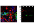 Left: Analysis of galectin-3 expression in cortical neuron-glial cell culture from E20 rat by Immunocytochemistry. Cells were stained with mouse antibody to galectin-3 (red, 1:1,000), and co-stained with chicken antibody to MAP2 (C-1382-50, green, 1:10,000). Blue: Hoechst nuclear stain. The galectin-3 antibody produces strong staining of microglia (top panel), other glial cells (bottom panel) and lymphocytic cells (small round cells), while MAP2-antibody labels dendrites and perikarya of mature neurons. Right: Western blot analysis of tissue and cell lysates using mouse antibody to galectin-3 (green, 1:2,000): [1] protein standard, [2] mouse brain lysate; [3] - [7] rat tissue lysates: [3] brain, [4] liver, [5] heart, [6] kidney, [7] lung, and [8] HEK293 cell lysate. The band at 30 kDa mark corresponds to the galectin-3 protein. The same blot was simultaneously probed with an antibody to HSP60 (red, lanes 2-8).