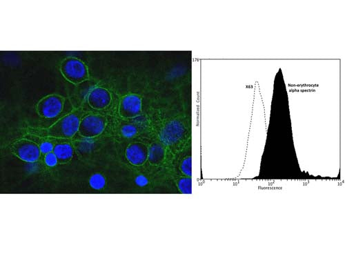 Left: Confocal image of mixed neuron-glial cultures stained with Mouse monoclonal antibody to non-erythrocyte alpha-spectrin M-1575-100 (green) and counterstained for DNA (blue). M-1575-100 stains numerous axonal and dendritic profiles in these cultures, and this image shows an optical section through a group of neuronal cell bodies. M-1575-100 clearly reveals the submembraneous cytoskeleton. Since alpha-II spectrin is specific for neurons in the CNS, the glial cells in this culture are not recognized by this antibody. This antibody also reveals the submembranous cytoskeleton of the axon. Right: Analysis of non-erythrocyte alpha spectrin expression in human neuroblastoma SH-SY5Y cell line by Flow Cytometry. Fixing and Permeabilization of cells: Absolute methanol (10 minutes in ice) and 0.1% Tween-20 in PBS, Blocking: 1% BSA, Primary antibody: Mouse Monoclonal antibody to Non-erythrocyte alpha spectrin (cat # M-1575-100, 2 μg per ~10^6 cells) for 30 minutes at room temperature, Secondary antibody: Goat anti-mouse PE labeled secondary antibody (1:100 fold dilution) with incubation for 20 minutes in dark at room temperature. Non-specific Control IgG, clone X63 (cat # M-1249-100) was used as negative control under same conditions (black dashed). Flow cytometry data and results were generated using Orflo MoxiflowTM instrument and protocols.