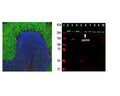 Left: Rat cerebellum stained for alpha II spectrin (green, 1:2,000) and GFAP (C-1373-50, red, 1:5,000). The spectrin antibody stains the submembraneous cytoskeleton on neurons and strongly reveals the cell bodies and dendrites of Purkinje cells, while the GFAP antibody stains the processes of Bergmann glia and astrocytes. Right: Western blot analysis of spectrin expression (green) in neural tissue and cell lysates. [1] protein standard, [2] rat whole brain, [3] rat spinal cord, [4] mouse whole brain, [5] mouse spinal cord, [6] NIH-3T3, [7] HEK293, [8] HeLa, [9] SH-SY5Y, [10] C6 glioma cells. A prominent band at about 250-260 kDa represents the intact alpha II spectrin heavy chain.