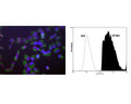 Left: Human HeLa cells stained with Mouse monoclonal antibody to splicing factor SF3B4 M-1576-100 (red), Chicken polyclonal antibody to Vimentin C-1409-50 (green) and DNA (blue, stained with DAPI). The monoclonal SF3B4 antibody reveals strong granular nuclear staining which is a little different from the DNA stain and presumably reflects splicosomal complexes. The polyclonal Vimentin antibody stains the cytoplasmic intermediate filament network of the HeLa cells. Right: Analysis of SF3B4 expression in rat pheochromocytoma PC-12 cell line by Flow Cytometry. Fixing and Permeabilization of cells: Absolute methanol (10 minutes in ice) and 0.1% Tween-20 in PBS, Blocking: 1% BSA, Primary antibody: Mouse Monoclonal antibody to SF3B4 (cat # M-1576-100, 2μg per ~10^6 cells) for 30 minutes at room temperature, Secondary antibody: Goat anti-mouse PE labeled secondary antibody (1:100 fold dilution) with incubation for 20 minutes in dark at room temperature. Non-specific Control IgG, clone X63 (cat # M-1249-100) was used as negative control under same conditions (black dashed). Flow cytometry data and results were generated using Orflo MoxiflowTM instrument and protocols.