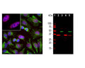 Left: Analysis of SF3B4 expression in HeLa cells by Immunocytochemistry. Cells were stained with mouse antibody to splicing factor SF3B4 (red, 1:1,000), and co-stained with chicken antibody to vimentin (C-1409-50, green, 1:10,000). Blue: DAPI nuclear stain. The SF3B4 antibody reveals strong granular staining of the nuclei, while the vimentin antibody specifically labels cytoplasmic intermediate filaments. Right: Western blot analysis of cell lysates, cytosol- or nuclear-enriched fractions, using mouse antibody to splicing factor SF3B4 (green, 1:1,000). [1] protein standard, [2] NIH-3T3 cytosolic fraction, [3] NIH-3T3 nuclear fraction, [4] HeLa cytosolic and [5] HeLa nuclear fractions. A strong single band at 49 kDa represents the SF3B4 protein, which is expressed exclusively in the nuclei. The same blot was simultaneously probed with rabbit anti-GAPDH antibody (R-1701-100, red, 1:20,000, lanes 2-5). The 37 kDa band corresponds to the GAPDH protein, detected mainly in the cytosolic fractions of these cells.
