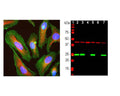 Left: Actin expression in HeLa cells visualized with mouse antibody to actin (green) by Immunocytochemistry. Vimentin was co-stained with chicken antibody to vimentin (C-1409-50, red). Blue: DAPI nuclear stain.The actin antibody labels the submembranous actin-rich cytoskeleton, stress fibers and bundles of actin associated with cell adhesion sites. The vimentin antibody stains a different cytoskeletal network, the intermediate or 10 nm filaments. Right: Western blot analysis of tissue and cell lysates probed with mouse anti-actin antibody (red, lanes 2-7). [1] protein standard, [2] rat brain, [3] mouse brain, [4] NIH-3T3, [5] HEK293, [6] HeLa, [7] SH-SY5Y cells. The same blot was simultaneously probed chicken antibody against UCHL1 (C-1406-50, green), a marker of neuronal lineage cells.