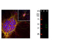 Left: Analysis of doublecortin expression in cortical neuron-glial cell culture from E20 rat by Immunocytochemistry. Cells were stained with mouse antibody to doublecortin (red, 1:1,000) and chicken anti-MAP2 antibody (C-1382-50, green, 1:10,000). Blue: DAPI nuclear stain. The doublecortin antibody reveals strong cytoplasmic staining in a population of small developing neurons and their processes, while the MAP2 antibody stains dendrites and perikarya of mature neurons. Doublecortin antibody is an excellent marker of early developing neuronal cells. Right: Western blot analysis of doublecortin expression rat whole brain (green, 1:1,000). [1] protein standard, [2] adult brain, [3] embryonic E20 brain. Strong bands at 40 kDa and 45 kDa correspond to the doublecortin protein, detected only in the developing brain.