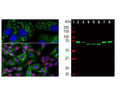 Left: Analysis of ubiquilin 2 expression in NIH-3T3 cell culture by Immunocytochemistry. Cells were stained with mouse antibody to ubiquilin 2 (green, 1:1,000), and co-stained with chicken antibody to lamin A/C (C-1698-100, red, 1:5,000). Blue: DAPI nuclear stain. Cells were treated with 50 uM of chloroquine, an inhibitor of autophagy, for 16 hours prior to staining. The ubiquilin 2 antibody reveals punctate staining of ubiquilin 2 protein accumulated in lysosomes in the cytoplasm, while the lamin A/C antibody stains the nuclear lamina. Right: Western blot analysis of tissue and cell lysates using mouse antibody to ubiquilin 2 (green, 1:1,000). [1] protein standard, [2] NIH-3T3, [3] C6, [4] HEK293, [5] HeLa, [6] SH-SY5Y, [7] rat whole brain, and [8] mouse whole brain. The band at 65-70 kDa corresponds to ubiquilin 2 protein, which is known to differ between human and rodent species.