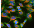 HeLa cell cultures stained with M-1656-100 (green) and our chicken polyclonal antibody to vimentin: C-1409-50 (red). In most individual cells ubiquilin 2 is present diffusely in the cytoplasm of cells, though some cells show enrichment of the protein in spherical autophagosome-like structure.