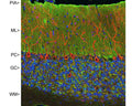 Confocal image of adult rat cerebellar cortex stained with M-1657-100 (green), our chicken polyclonal antibody to MAP2 (Catalog Number C-1382-50, red) and DNA (blue). The M-1657-100 antibody reveals synapses in the molecular layer (ML) strongly. Synaptic regions are also seen in the granule cell layer (GC). The perikarya of Purkinje cells (PC) are revealed with MAP2 antibody (4). Little staining is seen in the white matter (WM).