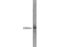 Western blot of bovine cerebellum homogenate stained with M-1657-100.