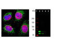 Left: Lamin A/C expression in HeLa cells, stained with mouse antibody to lamin A/C (red, 1:2,000) by  Immunocytochemistry. Co-staining was performed with a rabbit anti-HSP60 antibody (green). Blue: Hoechst nuclear stain. The lamin A/C antibody specifically labels the nuclear lamina. Right: Western blot analysis of lamin A/C expression in cell lysates using mouse anti-lamin A/C antibody (green, 1:1,000). [1] protein standard, [2] HeLa, [3] HEK293 [4] C6, and [5] NIH-3T3 cell lysates. Two strong bands at 74 and 65 kDa correspond to the lamin A and lamin C proteins, respectively, detected only in the cells of human origin. The lamin A/C antibody does not recognize rat or mouse proteins.