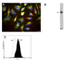 A: HeLa cell staining with M-1690-100 (red), and counterstained with chicken polyclonal antibody to Vimentin C-1409-50 (green) and DNA (blue). The LAMP1 antibody reveals strong punctate cytoplasmic staining corresponding to lysosomes and late endosomes, while the Vimentin antibody reveals cytoplasmic intermediate filaments. B: Western blot of HeLa cell crude extract stained with M-1690-100 (lane 9). The antibody binds to a diffuse band running at between 90 and 120 kDa. C: Analysis of LAMP1 expression in human neuroblastoma SH-SY5Y cell line by Flow Cytometry. Fixing and Permeabilization of cells: Absolute methanol (10 minutes in ice) and 0.1% Tween-20 in PBS, Blocking: 1% BSA, Primary antibody: Mouse Monoclonal antibody to LAMP1 (cat # M-1690-100, 2μg per ~10^6 cells) for 30 minutes at room temperature, Secondary antibody: Goat anti-mouse PE labeled secondary antibody (1:100 fold dilution) with incubation for 20 minutes in dark at room temperature. Non-specific Control IgG, clone X63 (cat # M-1249-100) was used as negative control under same conditions (black dashed). Flow cytometry data and results were generated using Orflo MoxiflowTM instrument and protocols.