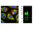 Left: Detection of LAMP1 protein in HeLa cells by Immunocytochemistry. LAMP1 was stained with mouse antibody to LAMP1 (red, 1:500), and co-stained with chicken antibody to vimentin (C-1409-50, green, 1:10,000). Blue: DAPI nuclear stain. The cells were treated with 50 uM chloroquine, an inhibitor of autophagy, for 16 hours prior to staining. The LAMP1 antibody reveals vesicular staining of LAMP1 protein accumulated in swollen lysosomes, while the vimentin antibody specifically labels the intermediate filament network in these cells. Right: Western blot analysis of LAMP1 protein expression in cell lysates using mouse antibody to LAMP1 (green, 1:10,000). Cells were maintained under normal conditions (Ct), or treated with 50 uM chloroquine (CQ), an inhibitor of autophagy, for 24 hours: [1] protein standard, [2] HeLa Ct, [3] HeLa+CQ, [4] NIH-3T3 Ct, and [5] NIH-3T3+CQ. The smeared band between 75-120 kDa rresponds to variably glycosylated forms of the LAMP1 protein detected only in the human cells, this antibody does not recognize the rodent LAMP1 homologue. The same blot was probed with a chicken antibody to HSP60 (red, lanes 2-5).