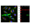 Left: Analysis of HSP27 expression (green) in HeLa cells by Immunocytochemistry. HSP27 was stained with mouse antibody at 1:2,000 dilution, and cells were co-stained with a chicken antibody to HSP60 (red). Blue: DAPI nuclear stain. The HSP27 antibody produces strong cytoplasm staining, while the HSP60 antibody specifically labels mitochondria. Right: Western blot analysis of HSP27 expression (green) in tissue or whole cell lysates using mouse anti-HSP27 antibody at 1:10,000 dilution. [1] protein standard, [2] rat brain, [3] mouse brain, [4] NIH-3T3, [5] HEK293, [6] HeLa. The strong single band at 27 kDa corresponds to the HSP27 protein, detected only in human cell lines, since this antibody is human specific. The blot was simultaneously probed with a rabbit antibody to HSP60 (red, lanes 2-6).