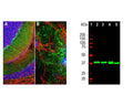 Left (A): Rat cerebellum section stained by Immunohistochemistry with mouse antibody to aldolase C (green) at 1:1,000 dilution. Section was co-stained with rabbit antibody to GFAP (R-1374-50, red, 1:5,000). Blue: Hoechst nuclear stain. The aldolase C antibody selectively labels the perikarya and dendrites of Purkinje cells, while the GFAP antibody stains processes of Bergman glia and astrocytes. Left (B) Analysis of aldolase C expression (green) in E20 rat cortical culture by Immunocytochemistry. Cells were stained with mouse antibody to aldolase C (green, 1:1,000), and co-stained with chicken antibody to MAP2 (C-1382-50, red, 1:10,000). Blue: Hoechst nuclear stain. The aldolase C antibody labels cytosolic protein expressed in glial cells, while MAP2 antibody stains dendrites and perikarya of mature neurons. Right: Western blot analysis of aldolase C expression (green) in tissue lysates using mouse antibody to aldolase C (1:2,000). [1] protein standard, [2] rat brain, [3] mouse brain, [4] cow cerebellum, and [5] pig hippocampus. The single strong band at about 40 kDa corresponds to the aldolase C protein.