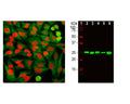 Left: HMGB1 detection in HeLa cells by Immunocytochemistry. Cells were stained with mouse antibody to HMGB1 (red, 1:2,000 ), and co-stained with rabbit antibody to GAPDH (R-1701-100, green, 1:2,000). The HMGB1 antibody stains the chromatin binding protein HMGB1, which is localized in the nuclei. In contrast, the GAPDH antibody produces strong cytoplasmic staining. Right: Western blot analysis of HMGB1 expression (green) in cell lysates, using mouse antibody to HMGB1 at 1:2,000 dilution. [1] protein standard, [2] NIH-3T3, [3] C6, [4] HEK293, [5] HeLa, and [6] SH-SY5Y. The 25 kDa band corresponds to HMGB1 protein.