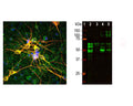 Left: Analysis of MAP-tau expression (green) in cortical neuron-glial culture from E20 rat by Immunocytochemistry. Mouse antibody to MAP-tau was used at 1:1,000 dilution. Co-staining was performed with chicken antibody to MAP2 (C-1382-50, red, 1:5,000). Blue: DAPI nuclear stain. The MAP-tau antibody stains perikarya, dendrites and axons of neurons, while the MAP2 antibody labels only dendrites and perikarya. As a result, perikarya and dendrites appear orange-yellow, since they contain both proteins. Right: Western blot analysis of MAP-tau expression in tissue lysates using mouse antibody to MAP-tau (green, 1:2,000). [1] protein standard, [2] rat brain, [3] rat spinal cord, [4] mouse brain, [5] mouse spinal cord. Tau protein is expressed as up to 9 different isoforms of different molecular weights, therefore, it appears as multiple closely spaced bands in the range from 48 kDa to 67 kDa in the CNS (lanes 2-4). In the PNS, additional higher molecular weight bands are observed (lane 5).