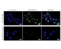Immunofluorescence analysis of TrkA expression in human SH-SY5Y cells. Fixed (4% formaldehyde), permeabilized, and blocked (10% normal horse serum, 0.1% Triton X100) SH-SY5Y cells were incubated with TrkA antibody M-1719-100 (2 µg/mL, green) for 1 hour. Primary antibody binding was visualized with a secondary donkey anti-mouse-CF488A antibody (4 µg/mL, 1 hour incubation). Cell nuclei were stained with Hoechst dye (blue). Magnification: 100x.