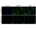 Immunofluorescence analysis of TrkA expression in human DU145 prostate cancer cells. Fixed (4% formaldehyde), permeabilized, and blocked (10% normal horse serum, 0.1% Triton X100) DU145 cells were incubated with TrkA antibody M-1719-100 (2 µg/mL, green) for 1 hour. Primary antibody binding was visualized with a secondary donkey anti-mouse-CF488A antibody (4 µg/mL, 1 hour incubation). Cell nuclei were stained with Hoechst dye (blue). Magnification: 100x.
