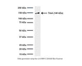 Western blot of TrkA in rat PC12 cell lysates (64 µg/lane): SDS-PAGE: denatured, non-reduced; Transfer: Tris-Glycine buffer; Membrane: nitrocellulose (0.45 um); Blocking: 5% skim milk in TBST, 1 hour at RT; Primary antibody: overnight at 4°C (3 µg/mL); Secondary antibody: anti-mouse-HRP (1/6000) 2 hours at RT; Detection: Chemiluminiscence. M-1719-100 detects membrane-associated TrkA full-length protein at approximately 140 kDa (gp140TrkA). Predicted MW of rat TrkA based on amino acid sequence: 85 kDa. The observed MW differs due to post-translational modification, mainly glycosylation.