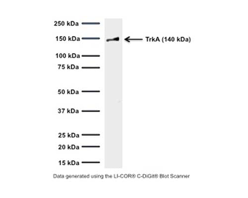 Western blot of TrkA in rat PC12 cell lysates (64 µg/lane): SDS-PAGE: denatured, non-reduced; Transfer: Tris-Glycine buffer; Membrane: nitrocellulose (0.45 um); Blocking: 5% skim milk in TBST, 1 hour at RT; Primary antibody: overnight at 4°C (3 µg/mL); Secondary antibody: anti-mouse-HRP (1/6000) 2 hours at RT; Detection: Chemiluminiscence. M-1719-100 detects membrane-associated TrkA full-length protein at approximately 140 kDa (gp140TrkA). Predicted MW of rat TrkA based on amino acid sequence: 85 kDa. The observed MW differs due to post-translational modification, mainly glycosylation.