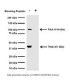 Western blot of TrkA in rat PC12 cell lysates (80 µg/lane). M-1719-100 detects the intracellular glycosylated immature form of TrkA at 110 kDa (gp140TrkA), and an intracellular cleavage product at 41 kDa (p41, see Cabrera et al., 1995; Rossi et al., 2002). These bands are TrkA-specific, because detection by M-1719-100 is abolished after pre-incubation with blocking peptide. SDS-PAGE: denatured, non-reduced; Transfer: Tris-Glycine buffer; Membrane: nitrocellulose (0.45 µm); Blocking: 5% skim milk in TBST, 1 hour at RT; Primary antibody: overnight at 4°C (3 µg/mL); Secondary antibody: anti-mouse-HRP (1/6000) 2 hours at RT; Detection: Chemiluminiscence.