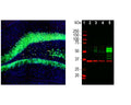 Left: Rat hippocampus stained for c-FOS (red) by Immunohistochemistry. Section was co-stained with rabbit antibody to FOX3/NeuN (R-3770-100, green). Blue: DAPI nuclear stain. The hippocampal neurons stain green for FOX3/NeuN and a few also are expressing c-FOS, and thus appear orange. These cells were spontaneously active at the time the animal was sacrificed. Right: Western blot analysis of c-FOS expression (green) in cell lysates. Mouse antibody to c-FOS was used at 1:1,000 dilution. GAPDH (red, lanes 2-5) was used as loading control (rabbit antibody to GAPDH, R-1701-100, 1:20,000). [1] protein standard, [2] HeLa cells in serum free media, [3] HeLa cells stimulated with 20% FBS for 2 hours after 36 hours serum starvation, [4] rat cortical neurons, [5] rat cortical neurons treated with membrane depolarization buffer for 5 hours. Multiple bands at 50-65 kDa in stimulated or treated cell lysates correspond to different forms of the c-Fos protein. The single band at 37 kDa (red) represents GAPDH protein.