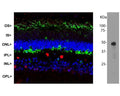 Left: Immunohistochemical analysis of arrestin-1 distribution in pig retina. Arrestin (green) is most abundant in the outer segments (OS) and inner surface of the outer nuclear layer (ONL) and can be used to identify components of rod photoreceptor cells (cone photoreceptors have a different arrestin isotype). Other retinal layers are inner segments (IS), outer plexiform layer (OPL), inner nuclear layer (INL) and inner plexiform layer (IPL). The RNA binding protein FOX2 appears red and immunoreactivity is seen in nuclei of horizontal neurons and some other neurons in the INL and IPL. Nuclear DNA appears blue. Right: Western blot analysis of arrestin in bovine retinal extracts. The antibody stains one specific band at 48 kDa, corresponding to retinal arrestin.