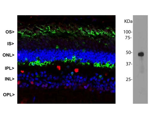 Left: Immunohistochemical analysis of arrestin-1 distribution in pig retina. Arrestin (green) is most abundant in the outer segments (OS) and inner surface of the outer nuclear layer (ONL) and can be used to identify components of rod photoreceptor cells (cone photoreceptors have a different arrestin isotype). Other retinal layers are inner segments (IS), outer plexiform layer (OPL), inner nuclear layer (INL) and inner plexiform layer (IPL). The RNA binding protein FOX2 appears red and immunoreactivity is seen in nuclei of horizontal neurons and some other neurons in the INL and IPL. Nuclear DNA appears blue. Right: Western blot analysis of arrestin in bovine retinal extracts. The antibody stains one specific band at 48 kDa, corresponding to retinal arrestin.