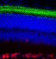 Left: Pig retinal section stained for rhodopsin by Immunohistochemistry with mouse antibody to Rhodopsin (green). Rhodopsin is most abundant in the rod outer segments (ROS) of retina, clearly localized in rod membranes. The rod inner segments (RIS) and rod nuclei in the outer nuclear layer (ONL) are also seen in this image. Nuclear DNA was stained with DAPI (blue). Right: Western Blot of bovine retinal extract probed with mouse antibody to Rhodopsin. The antibody stains a band corresponding to retinal rhodopsin at about 35 kDa. Higher molecular weight bands represent aggregated forms of rhodopsin.