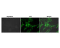 Live cell imaging of NGFR/p75 receptor in human SH-SY5Y cells with FITC-labelled p75 antibody clone 8J2 (2 µg/mL). Magnification: 40x.