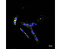 Trafficking of internalized NGFR/p75 receptor with p75 antibody clone 8J2, conjugated with ATTO 488 (M-1821-50-AT, green). Human SH-SY5Y cells were incubated for 1 hour with 2 µg/mL 8J2-ATTO 488 at 37C, fixed (4% formaldehyde), and cell nuclei stained with Hoechst dye (blue). Confocal images (40x magnification) demonstrate typical vesicle-like, punctuate perinuclear staining of internalized receptor/antibody.