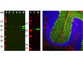 Left: Western blot analysis of GFAP expression in tissue homogenates. [1] protein standard, [2] rat brain, [3] rat spinal cord, [4] mouse brain, [5] mouse spinal cord, [6] pig brain, [7] rat recombinant GFAP, [8] human recombinant GFAP. Bands around 50 kDa correspond to alternative transcripts and proteolytic products of GFAP. Primary antibody was diluted 1:2,000. Note that this antibody has significantly stronger reactivity with pig and human GFAP as compared to rodent, suggesting that it binds to an epitope which is not totally conserved across mammalian sequences. Right: Analysis of GFAP expression in an adult rat cerebellum section by Immunohistochemistry. Primary antibodies: mouse anti-GFAP (red, 1:500), chicken anti-Parvalbumin (C-1814-50, green, 1:2,000). Blue: DAPI nuclear stain. IHC Method: Following transcardial perfusion of rat with 4% paraformaldehyde, brain was post-fixed for 24 hours, and free-floating 45 uM sections were stained. The GFAP antibody stains the processes of Bergmann glia and astrocytes. The Parvalbumin antibody labels perikarya and dendrites of Purkinje cells and interneurons in the molecular layer of the cerebellum. The staining on rodent tissues is specific but not as robust as on human material.