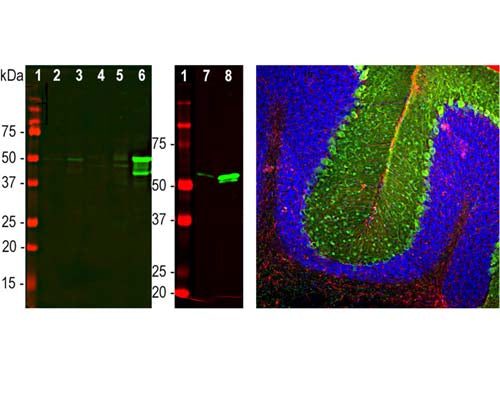 Left: Western blot analysis of GFAP expression in tissue homogenates. [1] protein standard, [2] rat brain, [3] rat spinal cord, [4] mouse brain, [5] mouse spinal cord, [6] pig brain, [7] rat recombinant GFAP, [8] human recombinant GFAP. Bands around 50 kDa correspond to alternative transcripts and proteolytic products of GFAP. Primary antibody was diluted 1:2,000. Note that this antibody has significantly stronger reactivity with pig and human GFAP as compared to rodent, suggesting that it binds to an epitope which is not totally conserved across mammalian sequences. Right: Analysis of GFAP expression in an adult rat cerebellum section by Immunohistochemistry. Primary antibodies: mouse anti-GFAP (red, 1:500), chicken anti-Parvalbumin (C-1814-50, green, 1:2,000). Blue: DAPI nuclear stain. IHC Method: Following transcardial perfusion of rat with 4% paraformaldehyde, brain was post-fixed for 24 hours, and free-floating 45 uM sections were stained. The GFAP antibody stains the processes of Bergmann glia and astrocytes. The Parvalbumin antibody labels perikarya and dendrites of Purkinje cells and interneurons in the molecular layer of the cerebellum. The staining on rodent tissues is specific but not as robust as on human material.