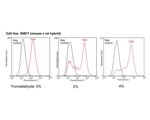 TrkB expression (red) in 50B11 mouse x rat hybrid cell line analysed by Flow Cytometry. Fixation: 0 ,2 and 4% formaldehyde in PBS, pH 7.2-7.6 on ice (10 minutes). Blocking: 100 µg/mL normal sheep IgG in PBS (30 minutes) on ice. Primary antibody: TrkB clone BS379 (10 µg/mL) for 60 minutes on ice. Secondary antibody: Goat anti-rabbit PE (1:100 dilution), 30 min in dark on ice. Non-specific control IgG clone X63 (black) was used as negative control under same conditions. Flow cytometry data and results were generated using Orflo MoxiflowTM instrument and protocols.