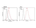 TrkB expression (red) in human SHSY5Y and HeLa cell lines analysed by Flow Cytometry. Staining was performed on unfixed cells on ice. Blocking: 100 µg/mL normal sheep IgG in PBS (30 minutes) on ice. Primary antibody: TrkB clone BS379 (10 µg/mL) for 60 minutes on ice. Secondary antibody: Goat anti-rabbit PE (1:100 dilution), 30 min in dark on ice. Non-specific control IgG clone X63 (black) was used as negative control under same conditions. Flow cytometry data and results were generated using Orflo MoxiflowTM instrument and protocols.