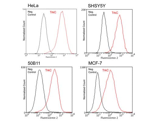 TrkC expression (red) in human (HeLa, SHSY5Y, MCF-7) and rat x mouse hybrid cell line 50B11 analysed by Flow Cytometry. Staining was performed on unfixed cells on ice. Blocking: 100 µg/mL normal sheep IgG in PBS (30 minutes) on ice. Primary antibody: TrkB clone BS337 (10 µg/mL) for 60 minutes on ice. Secondary antibody: Goat anti-rabbit PE (1:100 dilution), 30 min in dark on ice. Non-specific control IgG clone X63 (black) was used as negative control under same conditions. Flow cytometry data and results were generated using Orflo MoxiflowTM instrument and protocols.