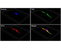 3D confocal imaging of membrane TrkC expression (green) in human HeLa cell. TrkC-IR is concentrated in the elongated protrusion away from the cell body, while intracellular NF-H expression (red) is observed throughout the cell. Blue: DAPI nuclear stain.