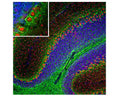 Image of a mouse cerebellum by Immunofluorescence. The section was stained with M-2112-50, Neurofilament light polypeptide (NF-L), Clone 7D1, Mouse mAb, (green, 1:5000), and co-stained with product chicken antibody to FOX2, (red, 1:2,000) IF Method: Following transcardial perfusion of mouse with 4% paraformaldehyde, brain was post-fixed for 24 hours, cut into 45 µm sections, and free-floating sections were stained. The NF-L antibody labels dendrites and axons of neuronal cells, predominantly axons in white matter and basket cell axons associated with Purkinje cells. The FOX2 antibody reveals protein expressed in a subset of neurons, including Purkinje cells.