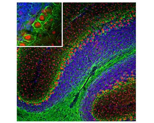 Image of a mouse cerebellum by Immunofluorescence. The section was stained with M-2112-50, Neurofilament light polypeptide (NF-L), Clone 7D1, Mouse mAb, (green, 1:5000), and co-stained with product chicken antibody to FOX2, (red, 1:2,000) IF Method: Following transcardial perfusion of mouse with 4% paraformaldehyde, brain was post-fixed for 24 hours, cut into 45 µm sections, and free-floating sections were stained. The NF-L antibody labels dendrites and axons of neuronal cells, predominantly axons in white matter and basket cell axons associated with Purkinje cells. The FOX2 antibody reveals protein expressed in a subset of neurons, including Purkinje cells.