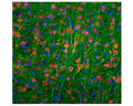 Image of a rat frontal cortex by Immunofluorescence and Immunohistochemistry. The section was stained with M-2114-50, Neurofilament light polypeptide (NF-L), Clone 6H112, Mouse mAb, (green, 1:2000), and co-stained with product R-3771-100, FOX3/NeuN, Rabbit pAb, (red, 1:2,000). Method: Following transcardial perfusion of rat with 4% paraformaldehyde, brain was post-fixed for 24 hours, cut into 45 µm sections, and free-floating sections were stained. The NF-L antibody labels cell bodies and processes of pyramidal neurons,dendrites, and axons of other neuronal cells. The FOX3/NeuN antibody selectively stains nuclei and cytoplasm of neuronal cells.