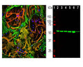 Left: Visualization of vimentin expression in rat cortical neuron-glial cell culture by Immunofluorescent analysis. Section was stained with mouse anti-Vimentin antibody, M-2121-100, (green, 1:5,000) and costained with rabbit polyclonal antibody to GFAP, R-1374-50, (red, 1:5,000). DAPI staining of nuclear DNA (blue). Vimentin is contained in fibroblastic, microglial and developing astrocytic cells which appear green. Maruting astrocytic cells appear red or yellow as they contain varying amounts of GFAP and vimentin.Right: Analysis by western blot of whole brain tissue lysates with M-2121-100 (green, 1:5,000) with band at approx. 50kDa. Lane 1: protein standard (red); Lane 2: HEK293; Lane 3: HeLa; Lane 4: SH-SY5Y; Lane 5: COS-1; Lane 6: C6; Lane 7: rat brain.