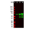 Analysis by western blot of NF-L expression in crude CNS homogenates with M-2122-50, Neurofilament light (NF-L), DG-Sensor™ Clone 6H63, Mouse mAb, (green, 1:5,000) with a band at approx 68-70kDa. Lane 1: molecular weight standards of the specified size (red); Lane 2: E20 rat spinal cord homogenate; Lane 3: adult rat spinal cord homogenate; Lane 4: bovine spinal cord extract homogenate. Product M-2122-50 recognizes denatured forms of NF-L with apparent molecular weights of 68-70kDa when immobilized on western blot membranes. Lower molecular weight bands beneath the major band are NF-L proteolytic fragments.