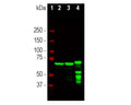 Analysis by western blot of NF-L expression in different tissue lysates with M-2128-100, Neurofilament light polypeptide (NF-L), Clone 1B11, Mouse mAb, (green, 1:20,000) with strong bands at approx 68 - 70kDa. Lane 1: protein standard (red); Lane 2: rat brain; Lane 3: mouse brain; Lane 4: cow cerebellum The lower molecular weight bands detected in the cow cerebellum sample are likely proteolytic forms of NF-L.