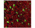 Image of a rat brain stem section by Immunofluorescence and Immunohistochemistry. The section was stained with M-377-50, Neuronal nuclei antigen [NeuN] /RNA binding protein fox-1 homolog 3 [FOX3], (NeuN/FOX3), Clone 1B7, Mouse mAb, (green), and co-stained with product C-1382-50, Microtubule associated protein (MAP2), Chicken pAb, (red), and DAPI staining of nuclear DNA (blue). Product M-377-100 selectively stains nuclei and the proximal cytoplasm of neuronal cells, while product C-1382-50 labels dendrites and overlaps with Fox3/NeuN staining in the perikarya of neurons. Method: following transcardial perfusion with 4% paraformaldehyde, the brain was post fixed for 24 hours, cut to 45 um sections, and free-floating sections were stained with the two antibodies.