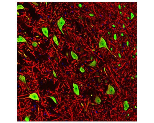 Image of a rat brain stem section by Immunofluorescence and Immunohistochemistry. The section was stained with M-377-50, Neuronal nuclei antigen [NeuN] /RNA binding protein fox-1 homolog 3 [FOX3], (NeuN/FOX3), Clone 1B7, Mouse mAb, (green), and co-stained with product C-1382-50, Microtubule associated protein (MAP2), Chicken pAb, (red), and DAPI staining of nuclear DNA (blue). Product M-377-100 selectively stains nuclei and the proximal cytoplasm of neuronal cells, while product C-1382-50 labels dendrites and overlaps with Fox3/NeuN staining in the perikarya of neurons. Method: following transcardial perfusion with 4% paraformaldehyde, the brain was post fixed for 24 hours, cut to 45 um sections, and free-floating sections were stained with the two antibodies.