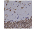 Image of formalin-fixed paraffin-embedded rat hippocampus section by Immunohistochemistry. The sections was stained with M-377-100, Neuronal nuclei antigen [NeuN] /RNA binding protein fox-1 homolog 3 [FOX3], (NeuN/FOX3), Clone 1B7, Mouse mAb, (brown, 1:2,000) and counter stained with Hematoxylin (blue).