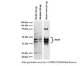 Analysis by western blot of NeuN/FOX3 expression in rodent tissue homogenates with M-377-100, Neuronal nuclei antigen [NeuN] /RNA binding protein fox-1 homolog 3 [FOX3], (NeuN/FOX3), Clone 1B7, Mouse mAb, with doublet bands at approx 46kDa and 48kDa; additional uncharacterized bands are observed. Method: SDS-PAGE: denatured, reduced; Transfer: Tris-Glycine buffer; Membrane: PVDF (0.45 µm); Blocking: 5% skim milk in TBST, 1 hour at RT; Primary antibody: overnight at 2-8°C (1/2000); Secondary antibody: anti-mouse-HRP (1/10000) 2 hours at RT; Detection: Chemiluminiscence.