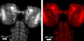 Z-stack confocal projections from 3rd instar Drosophila larval brains. UAS-mCherry was driven by an inscuteable-GAL4 driver. This driver labels neural stem cell lineages including neurons whose axon tracks are prominently featured across brain lobes and within the ventral nerve cord. Brains were fixed and Chicken anti-mCherry then secondary antibody tagged with red fluorescence was applied. Taken on a Zeiss 880 laser scanning confocal. Image courtesy of Dr. Beverly Piggott’s lab, Univ. of Montana, Missoula.